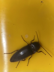 Diplostethus texanus