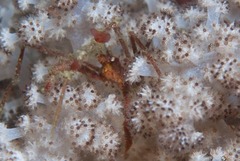 Macropodia falcifera