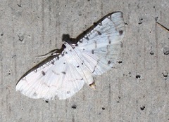 Pycnarmon cribrata