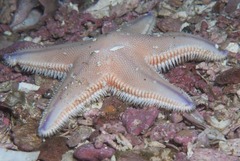 Astropecten irregularis pontoporeus