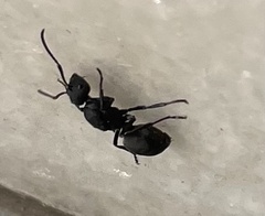 Camponotus compressus