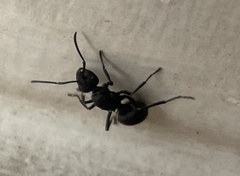 Camponotus compressus