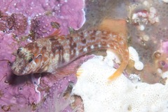 Chalaroderma ocellata