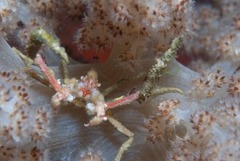 Achaeopsis spinulosa