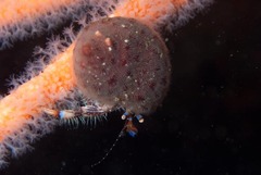 Alcyonidium nodosum