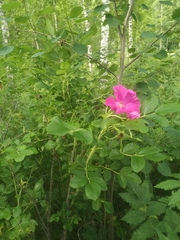 Rosa rugosa