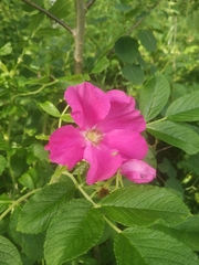 Rosa rugosa