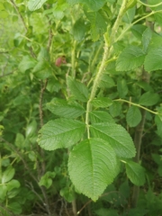 Rosa rugosa
