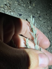 Evolvulus nuttallianus