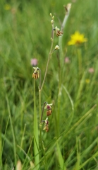 Thalictrum alpinum