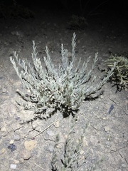 Evolvulus nuttallianus