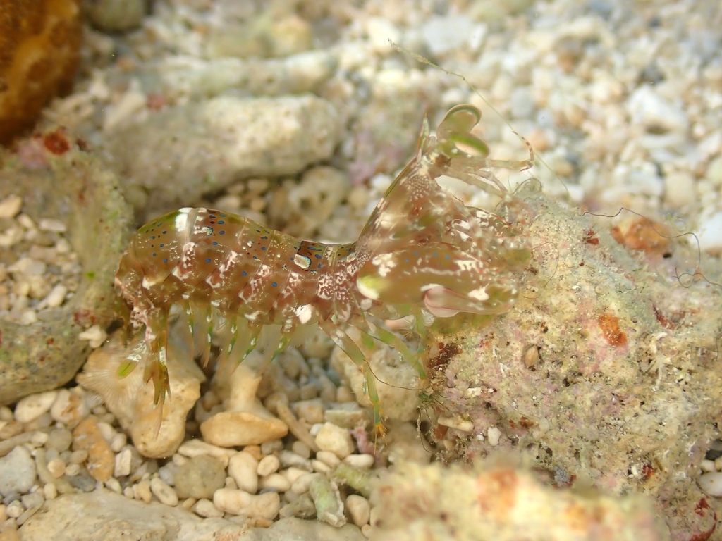 Gonodactylellus caldwelli