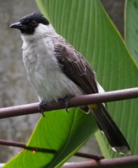 Pycnonotus aurigaster
