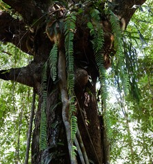 Nephrolepis acutifolia