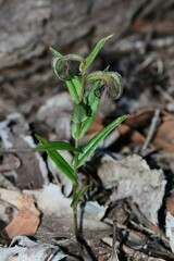 Pterostylis arbuscula