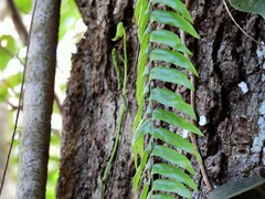 Nephrolepis acutifolia