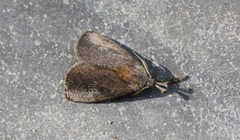 Scopelodes albipalpalis