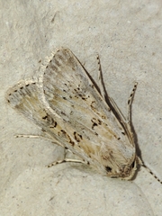 Agrotis ripae