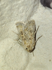 Agrotis ripae