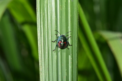 Lampromicra