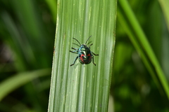 Lampromicra