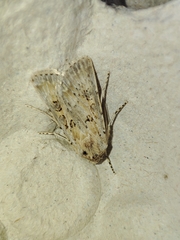 Agrotis ripae