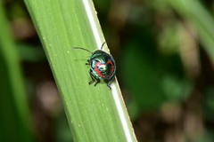 Lampromicra
