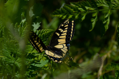 Papilio zelicaon