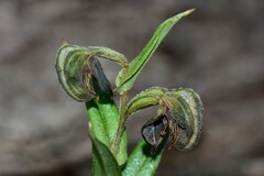 Pterostylis arbuscula