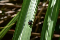 Lampromicra