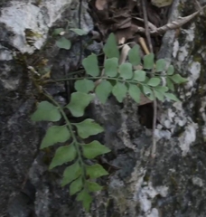 Asplenium saxicola