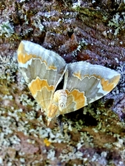 Eulithis pyropata