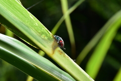 Lampromicra