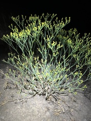 Eriogonum brevicaule brevicaule