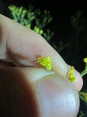 Eriogonum brevicaule brevicaule