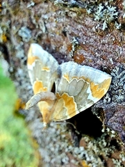 Eulithis pyropata