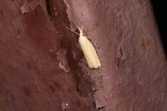 Ematheudes punctella