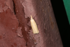 Ematheudes punctella