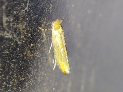 Phyllonorycter endryella