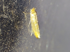 Phyllonorycter endryella