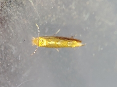 Phyllonorycter endryella