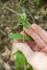 Eupatorium godfreyanum