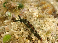 Thuridilla gracilis