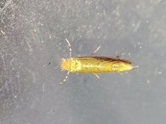 Phyllonorycter endryella