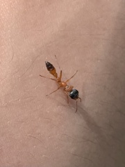 Pseudomyrmex gracilis