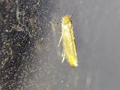 Phyllonorycter endryella