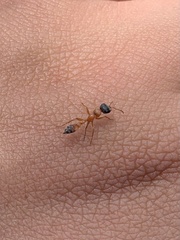 Pseudomyrmex gracilis