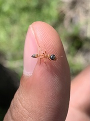 Pseudomyrmex gracilis