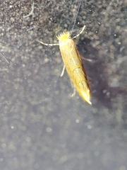 Phyllonorycter endryella