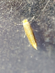 Phyllonorycter endryella